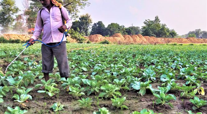 काउलीमा कीटनाशक औषधि छर्किँदै