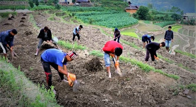 गाउँ गाउँमा सामुहिक खेती प्रणलीको विकास हुँदै