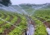भरतपुर महानगरले बाँझो जमिनमा खेती गर्ने किसानलाई प्रोत्साहन गर्ने