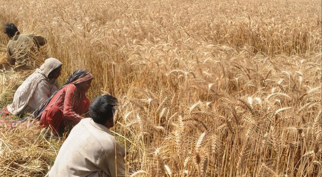 गहुँको न्यूनतम मूल्य निर्धारण, प्रतिक्विन्टल ३ हजार १५०