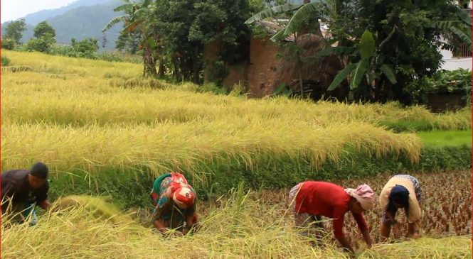 चैते धान भित्र्याउन किसानलाई चटारो