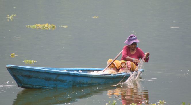 साँझको लागि तरकारीको जोहोः माछा मार्दै वृद्धा