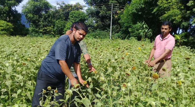 सूर्यमुखी फूल खेती शुरु   