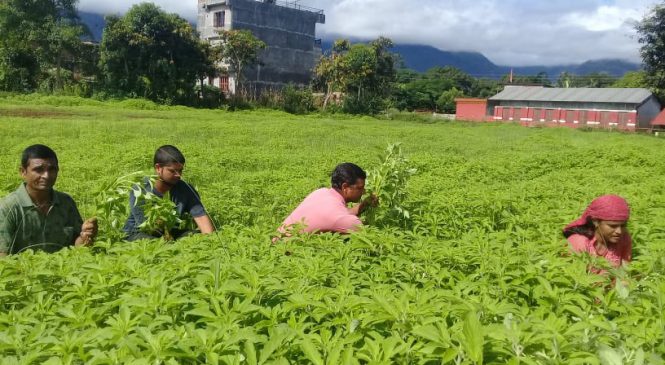 विद्यालयको खेलमैदानमा तील गोडमेल 