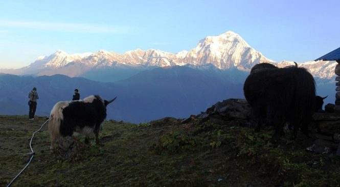 सङ्कटमा चौंरी र याक: संरक्षणका लागि बीमा