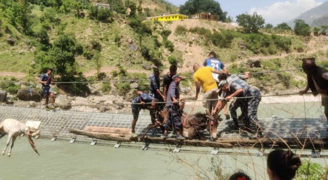 कर्णालीको झोलुङ्गे पुलमा अड्किएका खच्चडको उद्धार